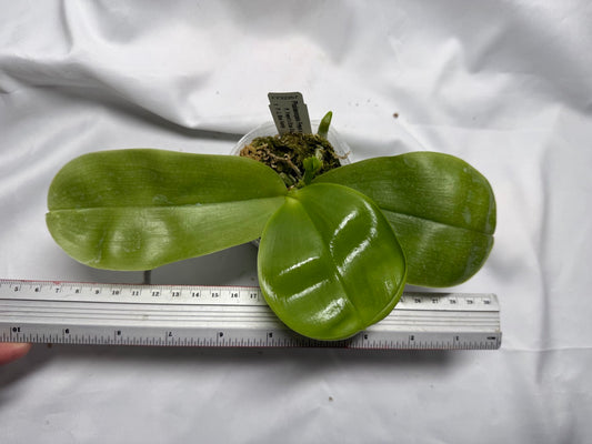 Phalaenopsis Freya's Blue Hawaii 1933 Seed Grown Budding