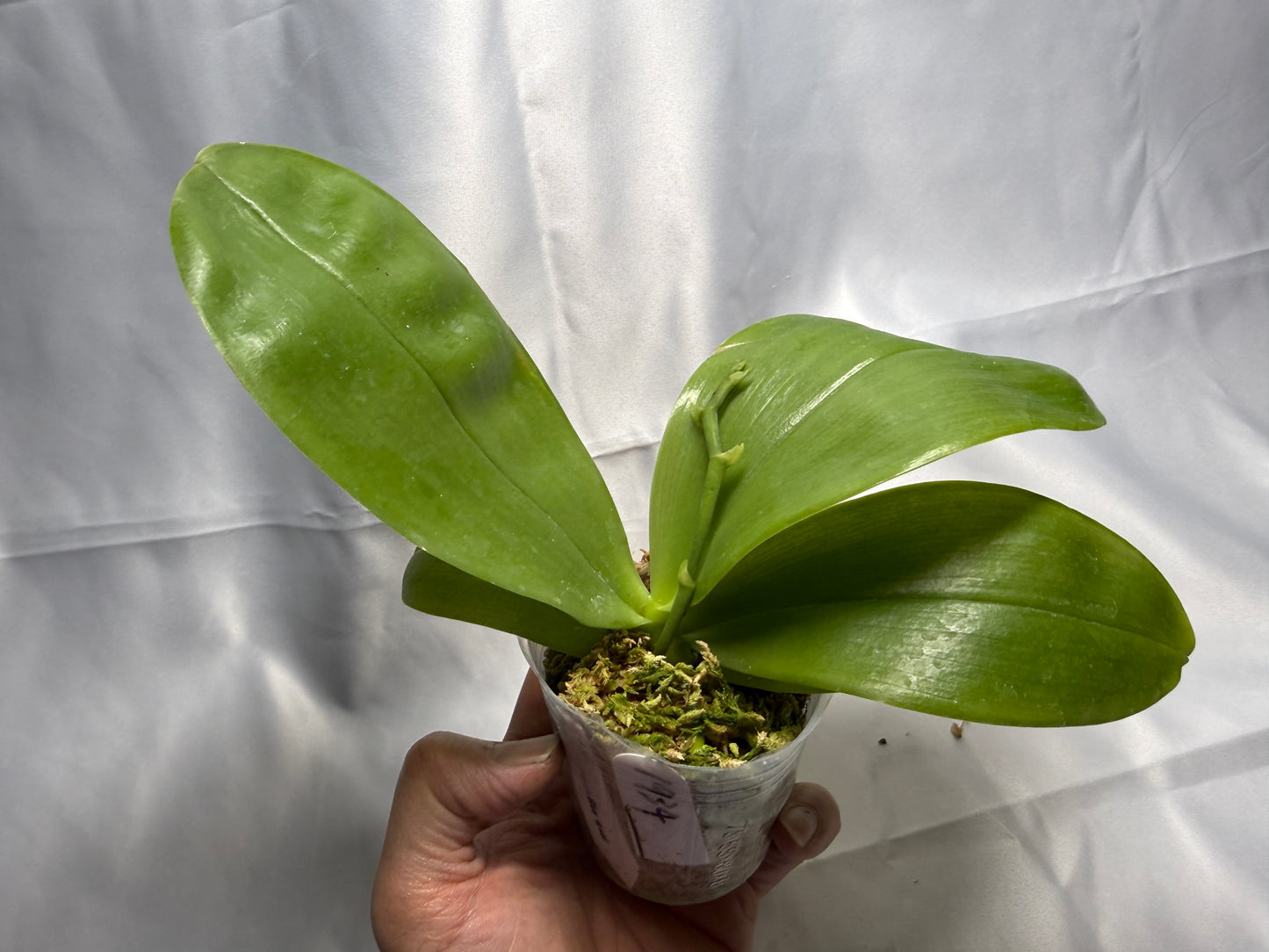 Phalaenopsis Freya's Blue Hawaii 1934