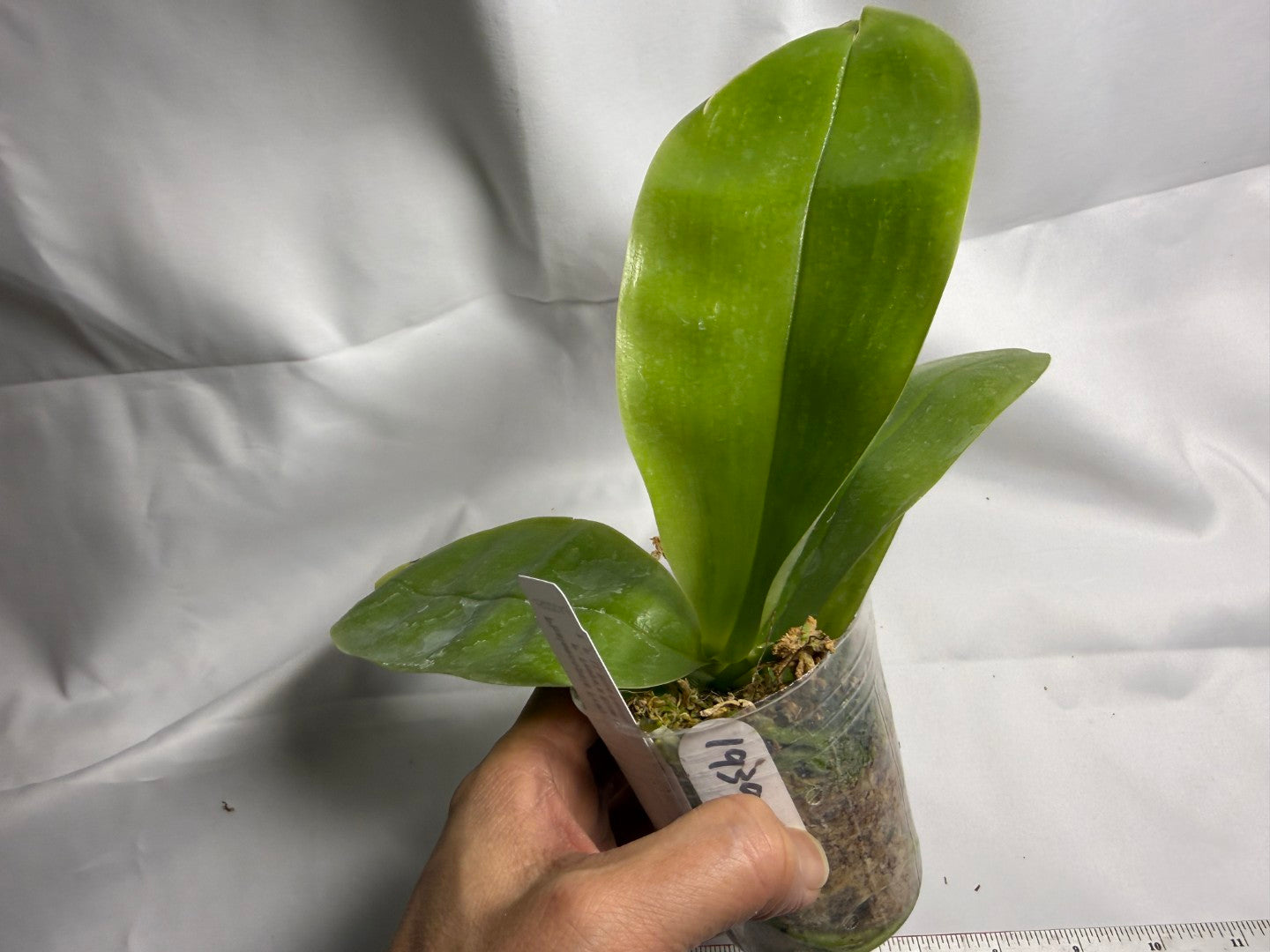 Phalaenopsis Freya's Blue Hawaii 1939