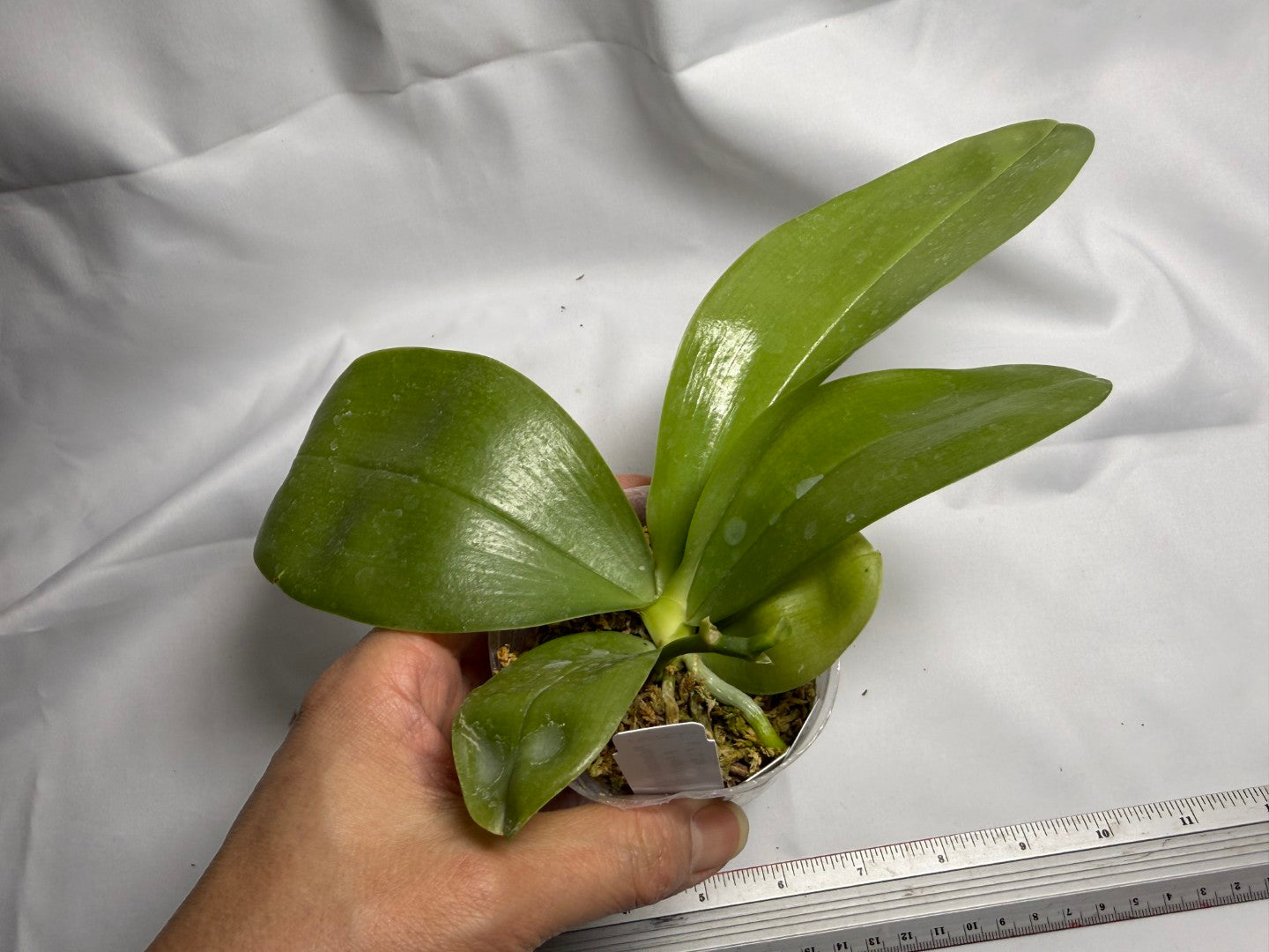 Phalaenopsis Freya's Blue Hawaii 1983