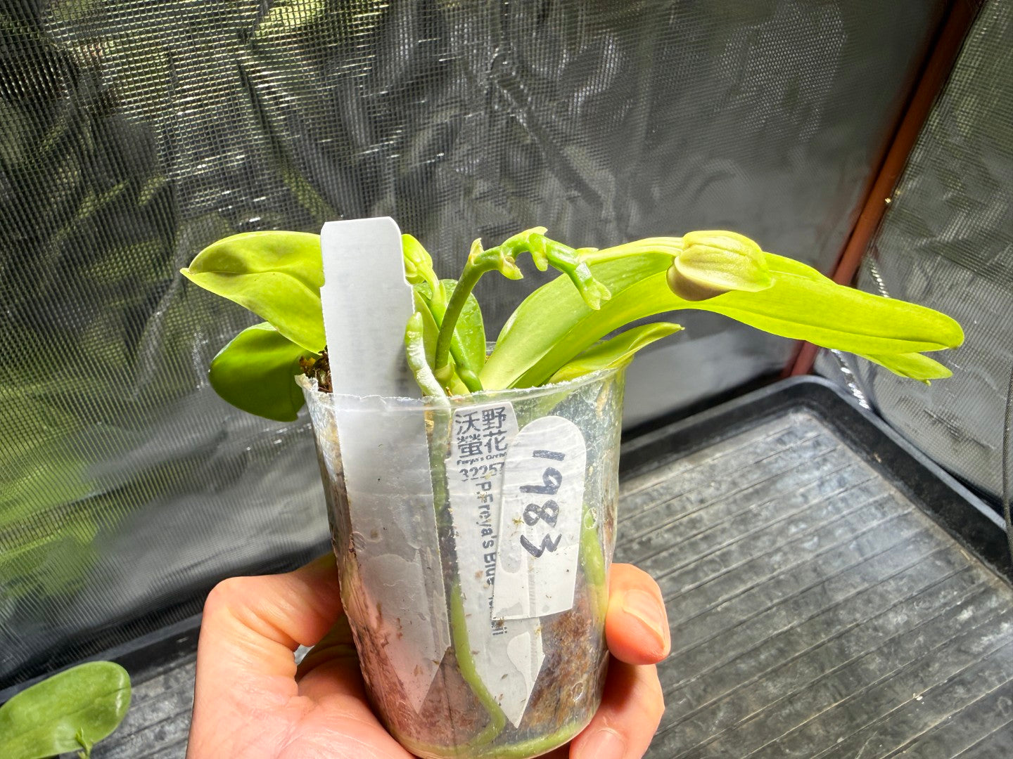 Phalaenopsis Freya's Blue Hawaii 1983 Budding