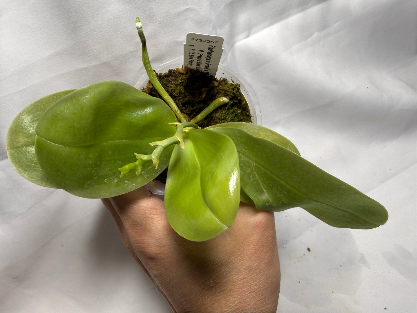 Phalaenopsis Freya's Blue Hawaii 2014 Spiking
