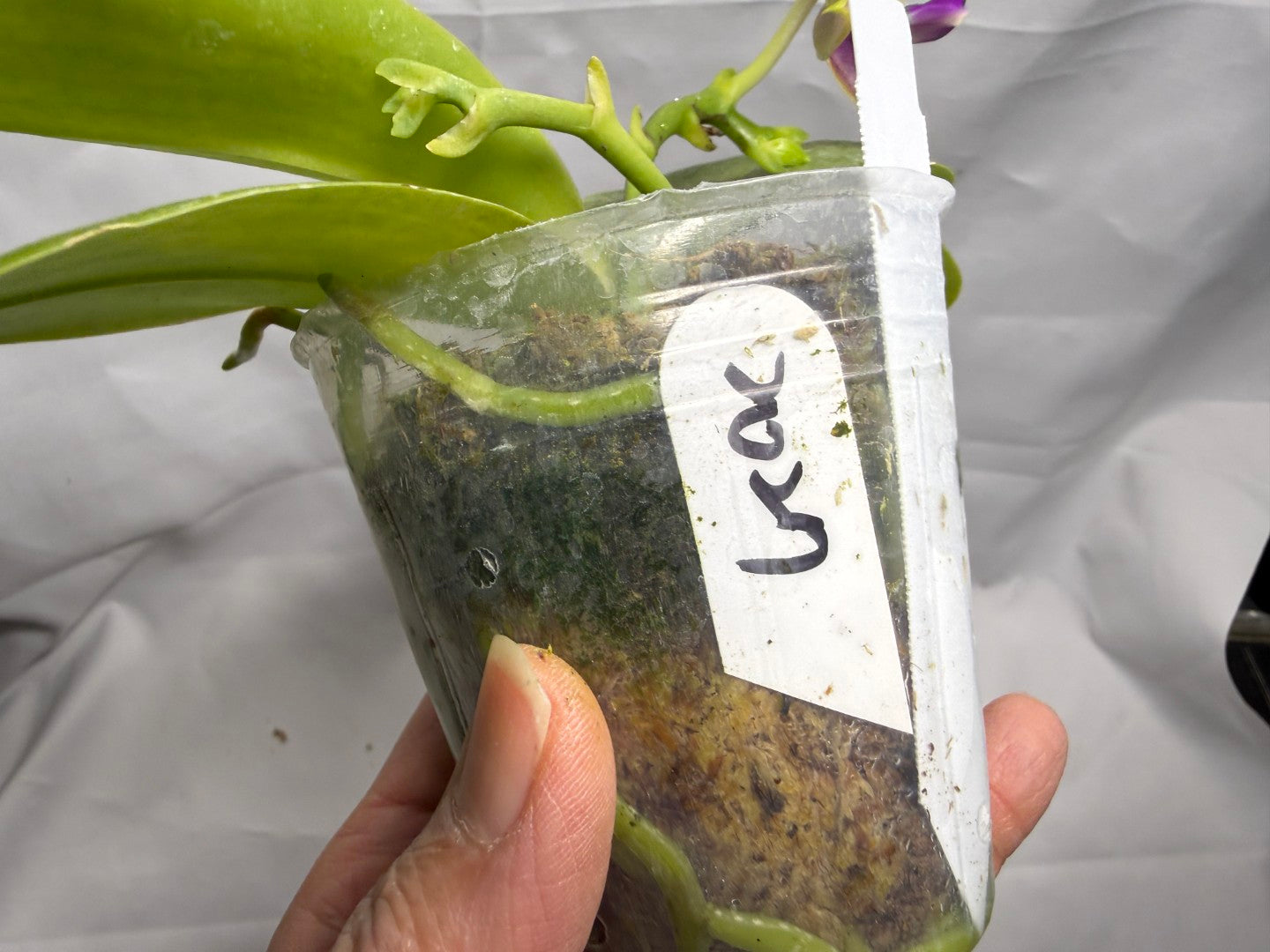 Phalaenopsis Freya's Blue Hawaii 2027 Seed Grown Flowering 260404 2 spikes