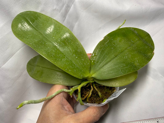 Phalaenopsis Freya's Blue Hawaii 2055 Spiking 3 spikes