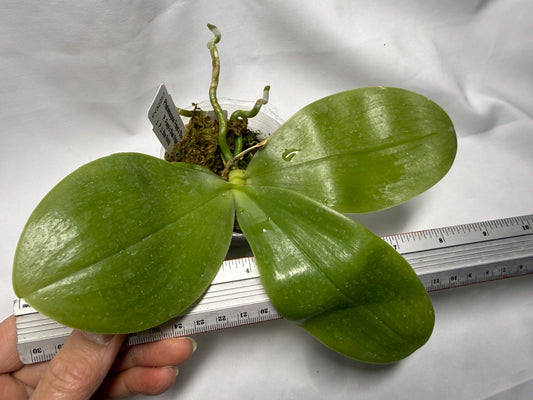 Phalaenopsis Freya's Blue Hawaii 2056 Spiking