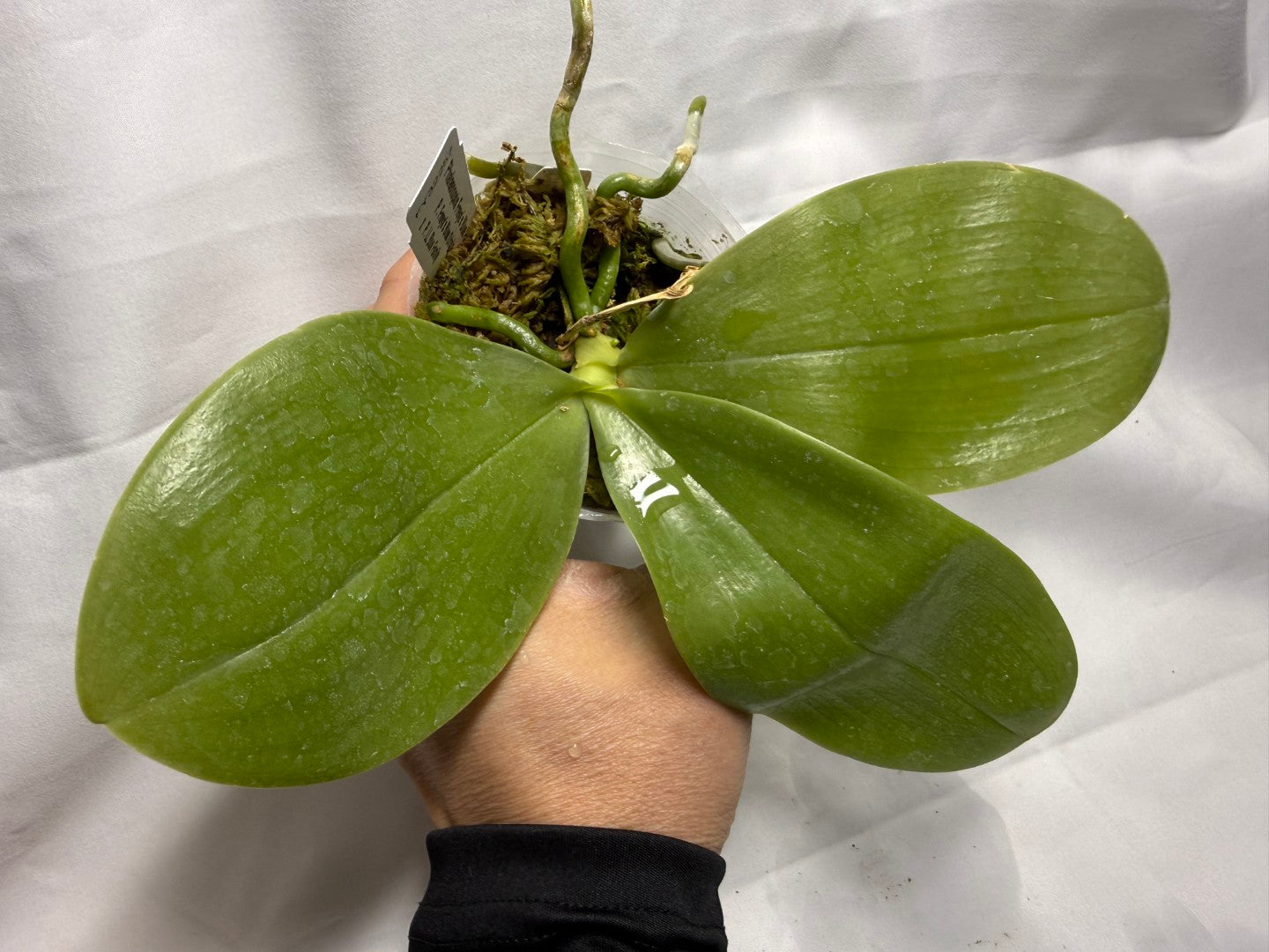 Phalaenopsis Freya's Blue Hawaii 2056 Spiking