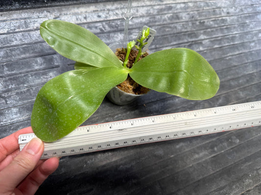 Phalaenopsis Freya's Blue Hawaii 2060 Spiking