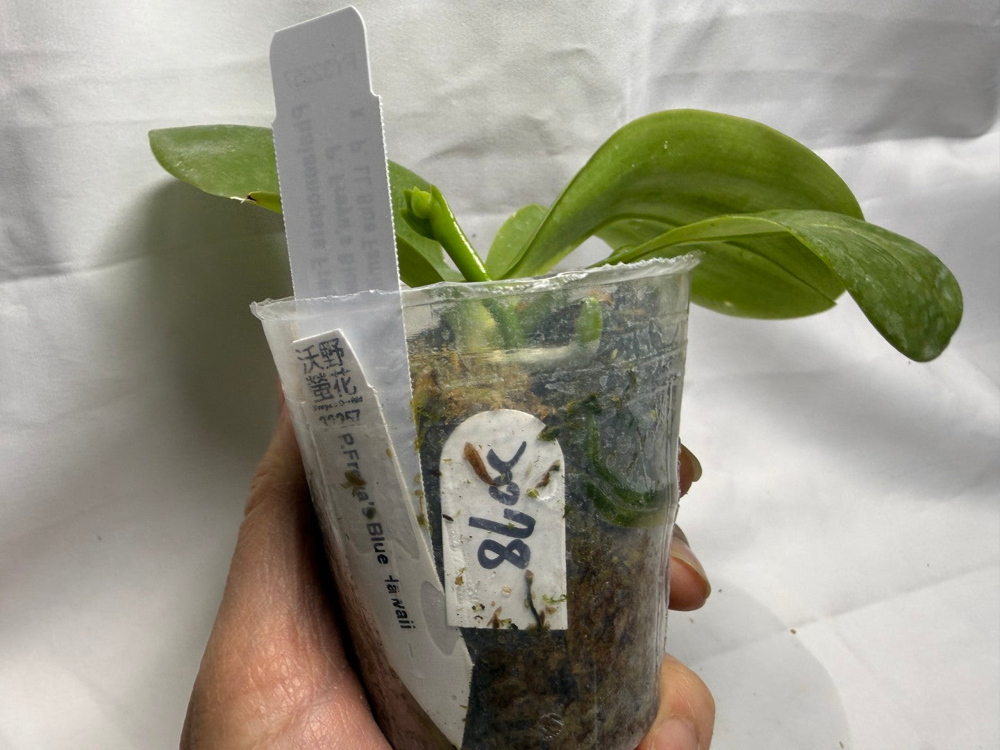 Phalaenopsis Freya's Blue Hawaii 2078 Budding