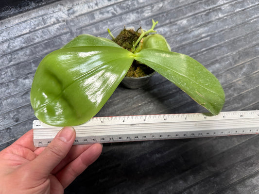 Phalaenopsis Freya's Blue Hawaii 2088 Spiking