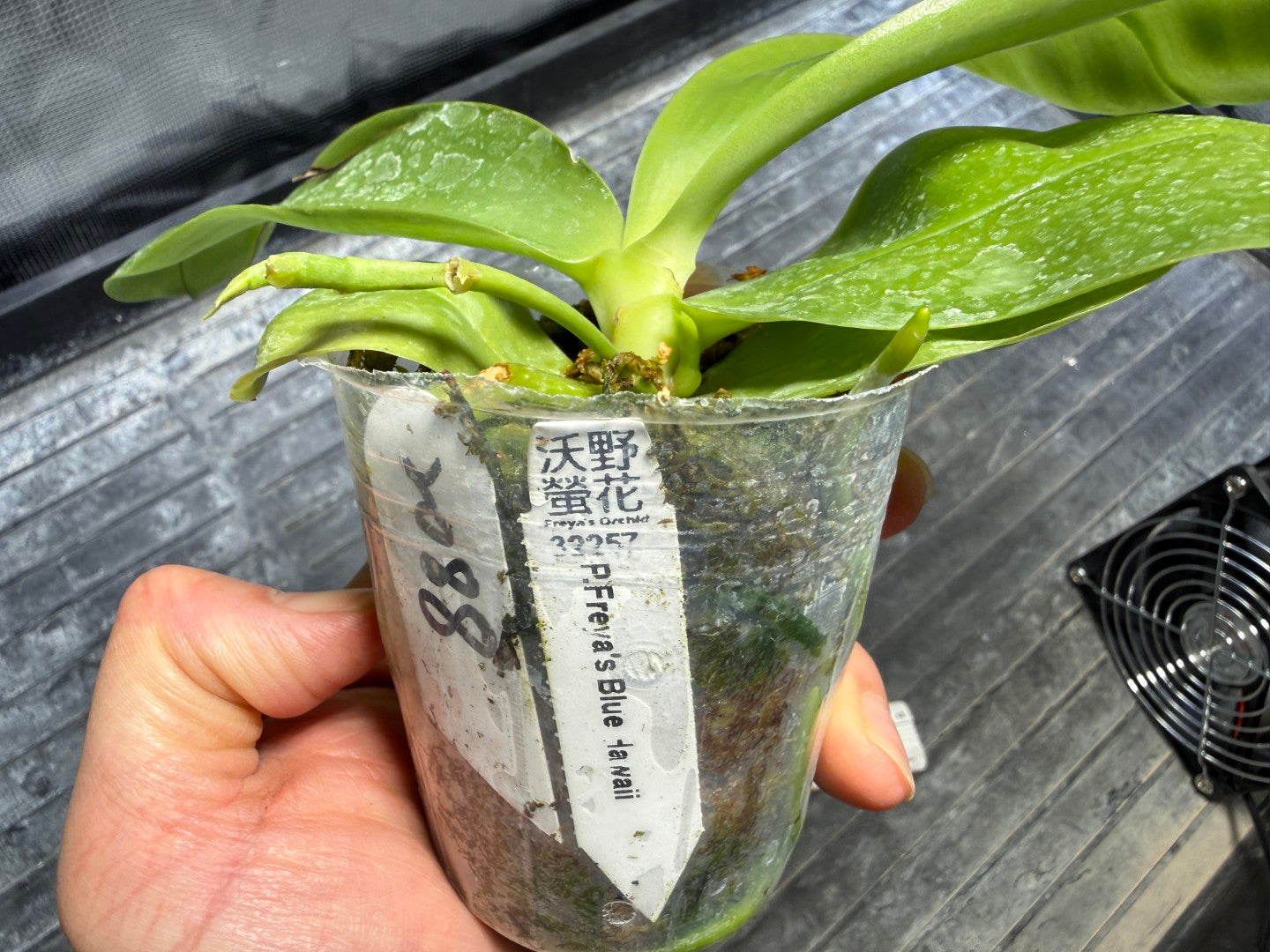 Phalaenopsis Freya's Blue Hawaii 2088 Spiking