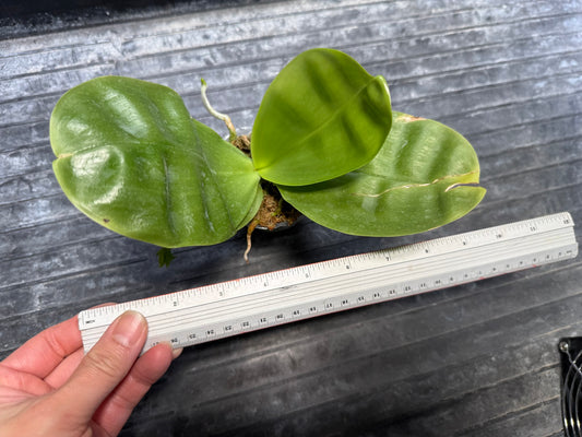 Phalaenopsis Freya's Blue Hawaii 2127 Spiking