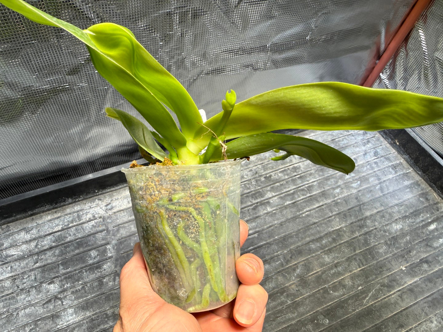 Phalaenopsis Freya's Blue Hawaii 2202 Spiking