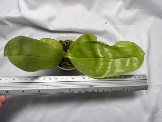 Phalaenopsis Freya's Blue Hawaii 260407 Seed Grown Flowering