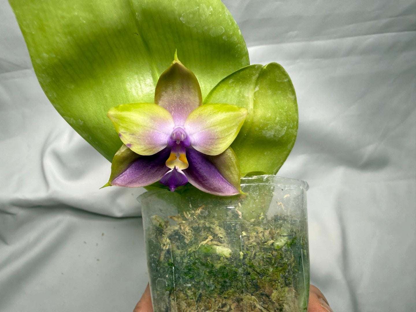 Phalaenopsis Freya's Blue Hawaii 260407 Seed Grown Flowering