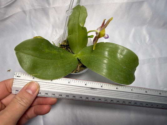 Phalaenopsis Freya's Blueberry 'Peach' 260301 Flowering