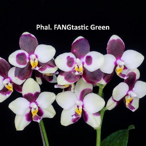 Phalaenopsis FANGtastic Green Envy (clone)