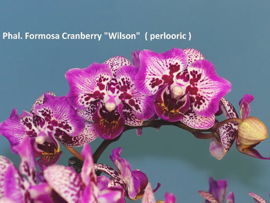 Phalaenopsis Formosa Cranberry 'Wilson' peloric