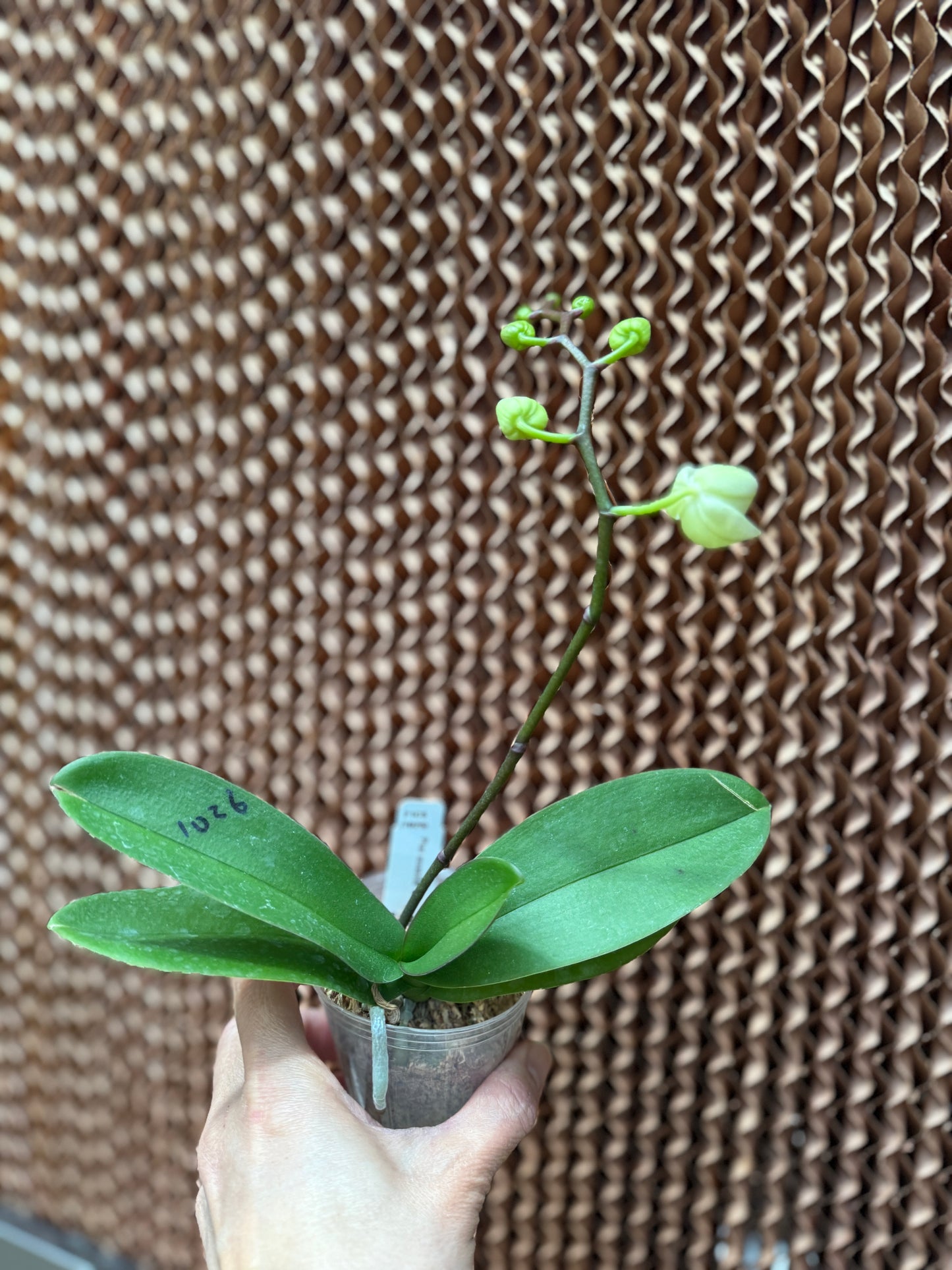 Phalaenopsis amabilis 'alba' x self - Seed Grown - Spiking