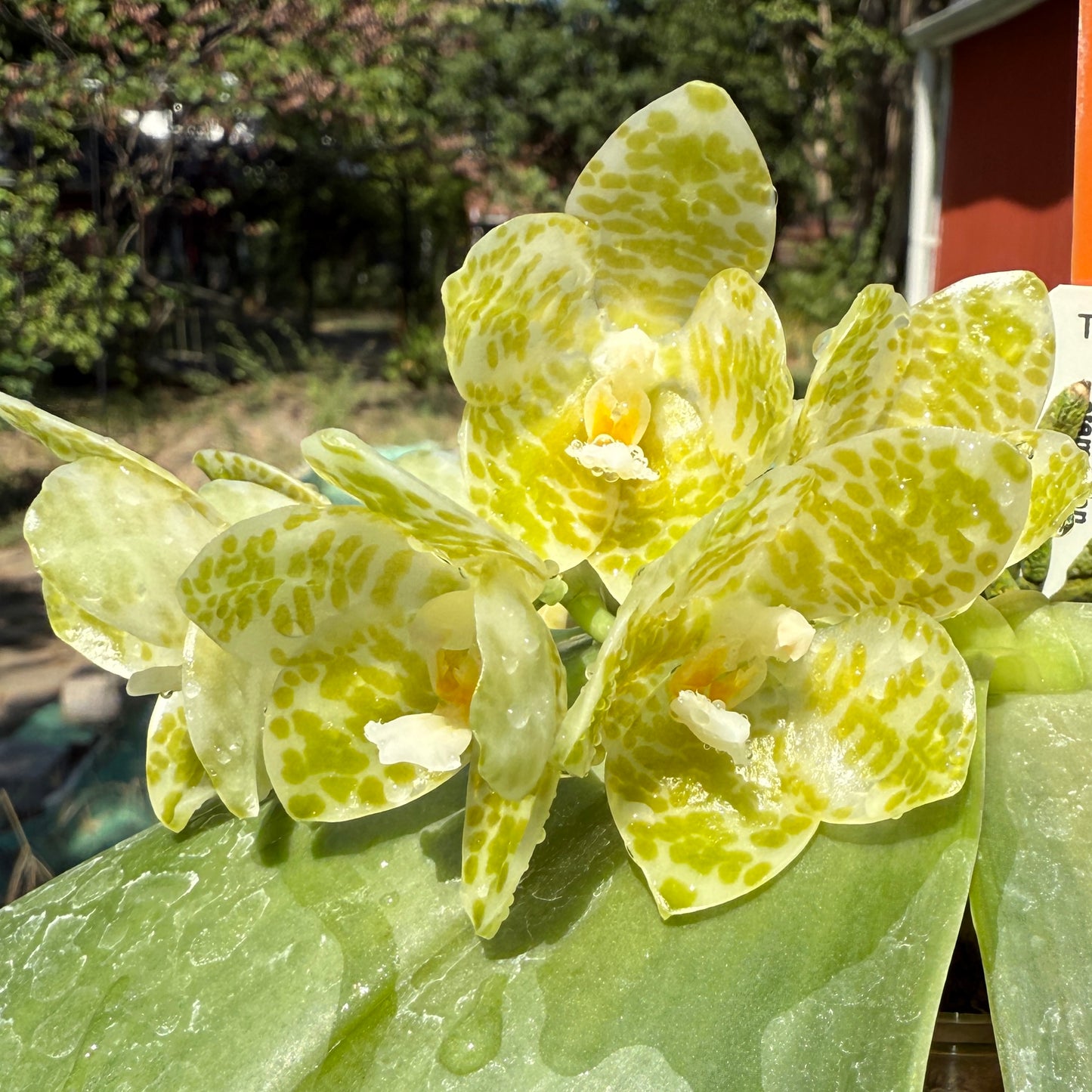Phalaenopsis gigantea var. alba 'Ta Wei' CBR/TOGA x self