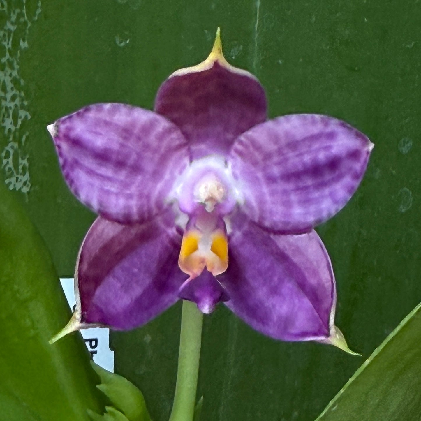 Phalaenopsis Mituo Purple Dragon 'Diamond Dust'