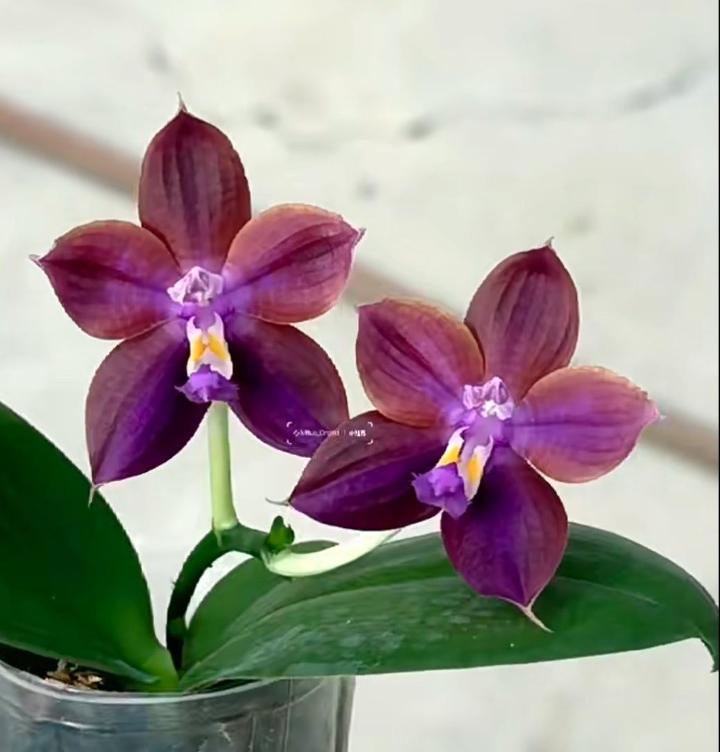 Phalaenopsis Mituo Obsidian 'Neptune'