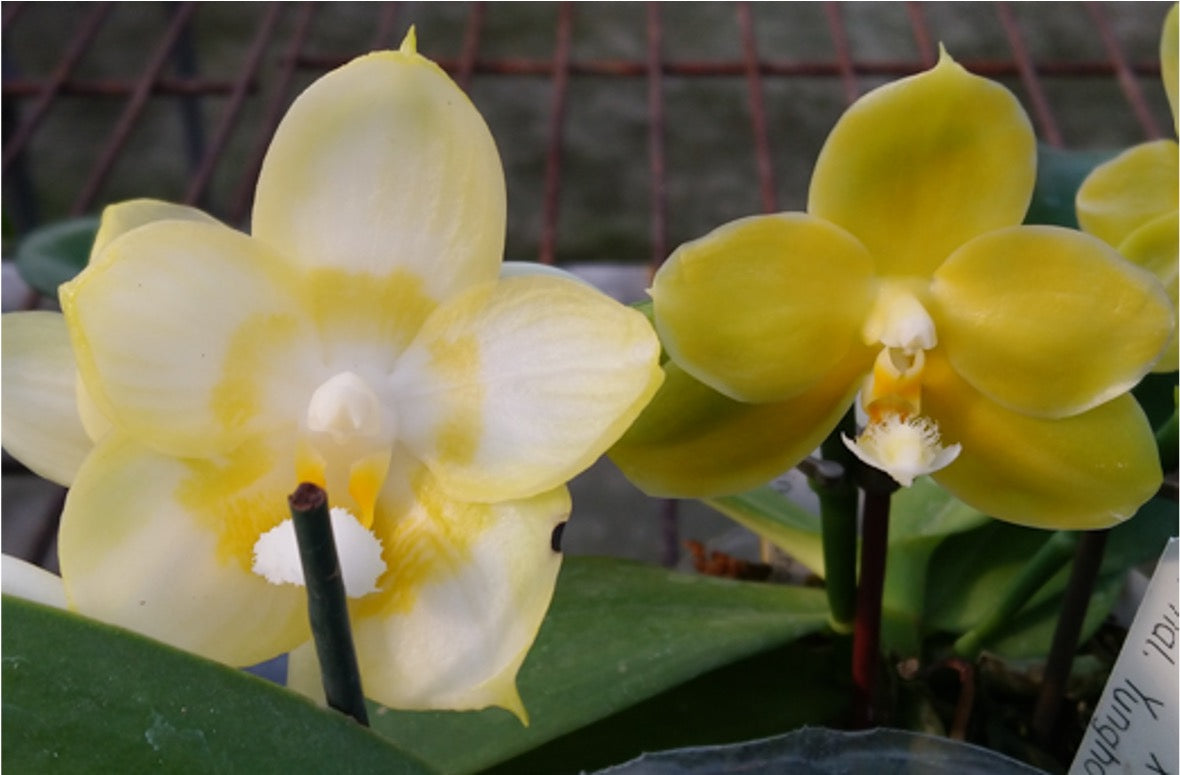 Phalaenopsis Zheng Min Gold - Seedlings