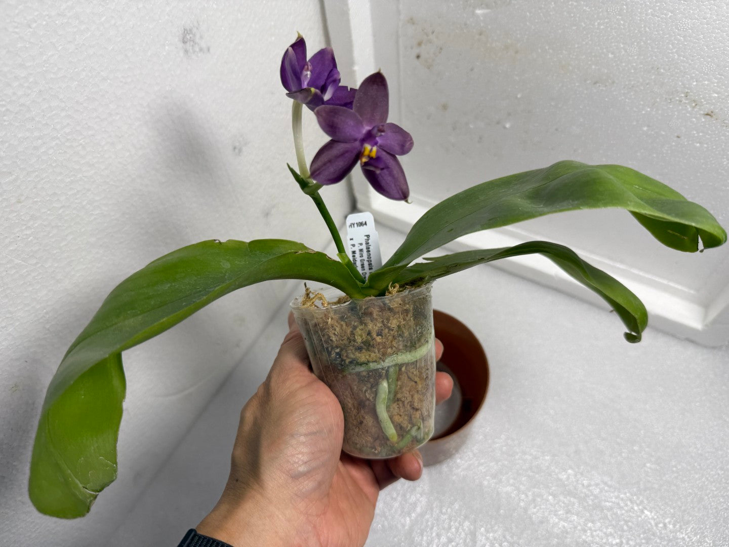 Phalaenopsis (Miro Green Dream x Meidarland Green Cedar) 250625 Flowering
