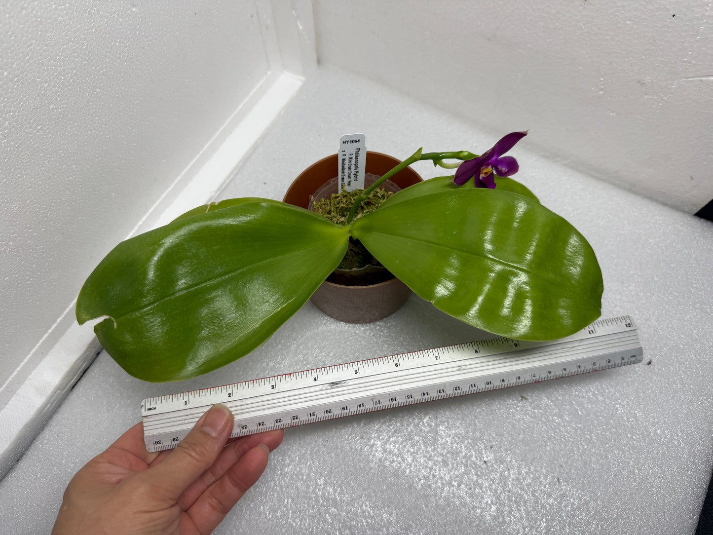 Phalaenopsis (Miro Green Dream x Meidarland Green Cedar) 250726-A Flowering