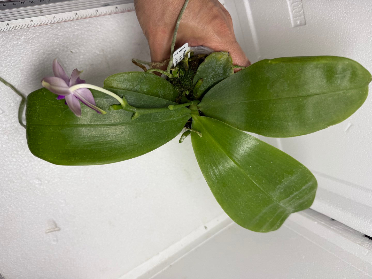 Phalaenopsis (Miro Green Dream x Meidarland Green Cedar) 250905-A Flowering
