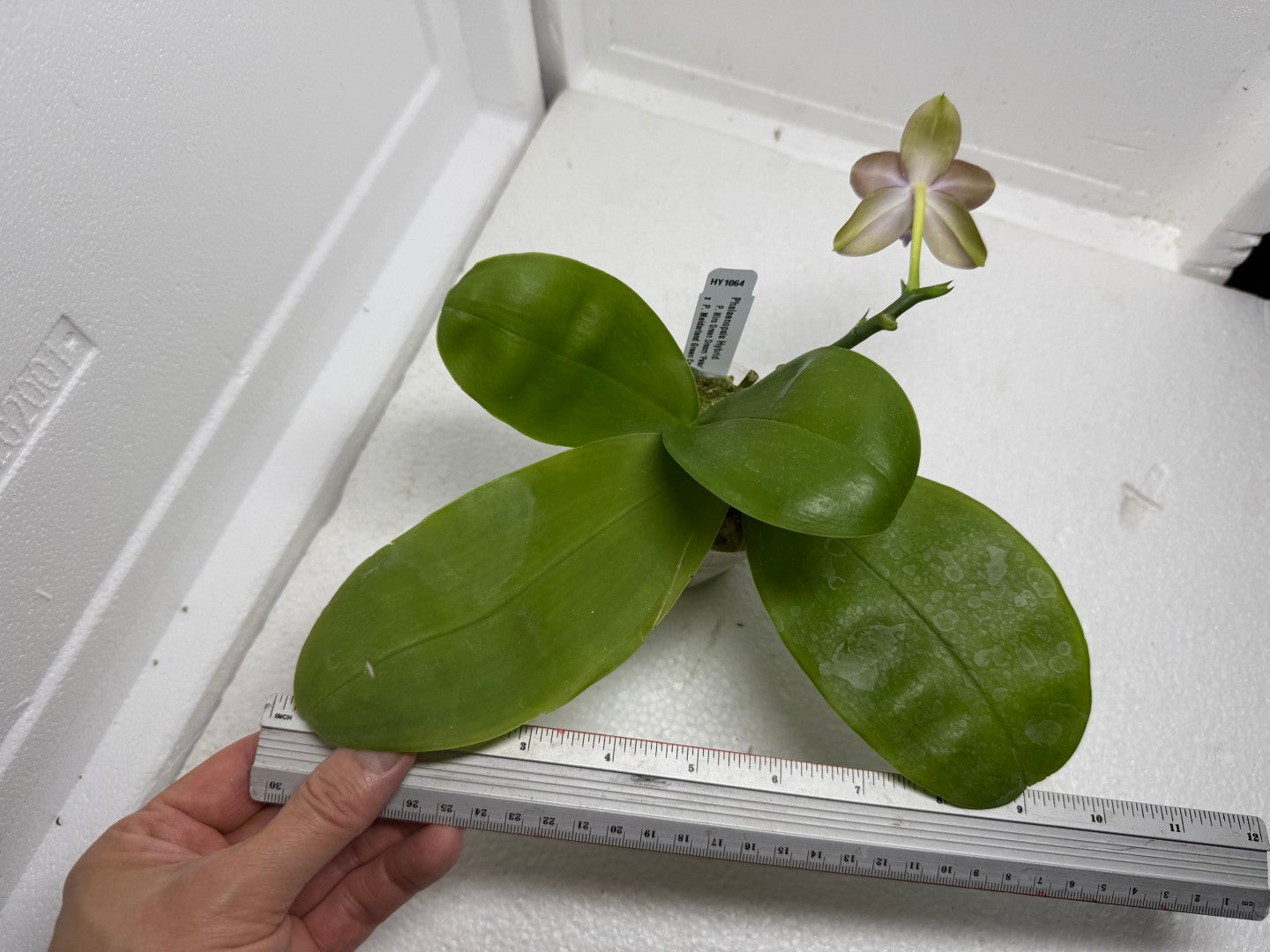 Phalaenopsis (Miro Green Dream x Meidarland Green Cedar) 250905-B Flowering keiki