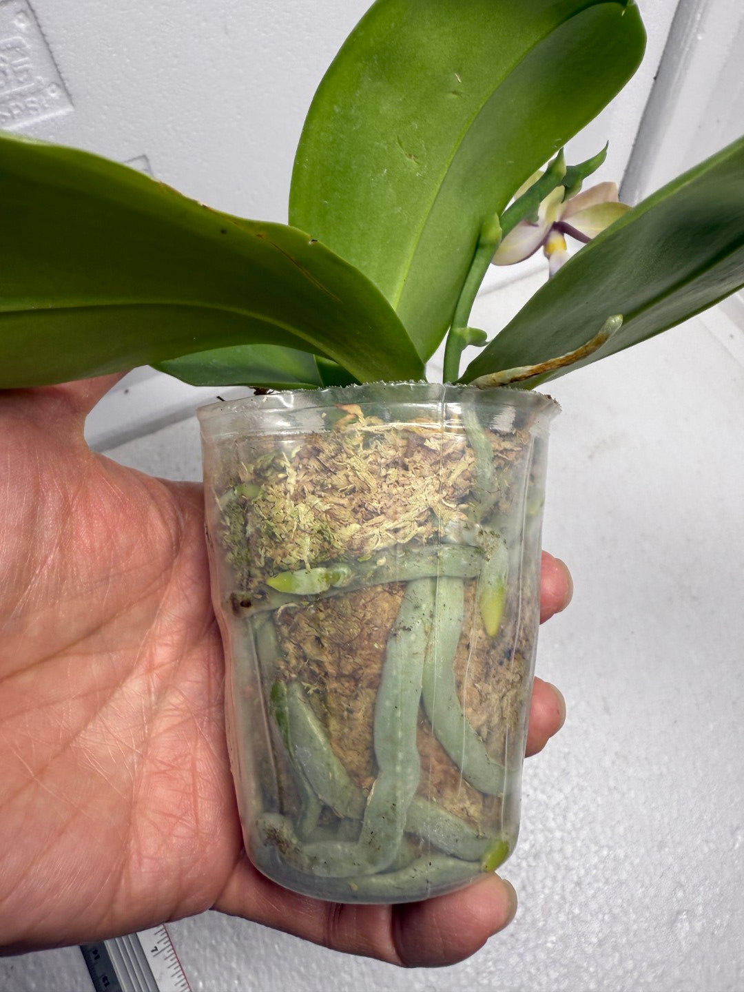 Phalaenopsis (Miro Green Dream x Meidarland Green Cedar) 250905-B Flowering keiki