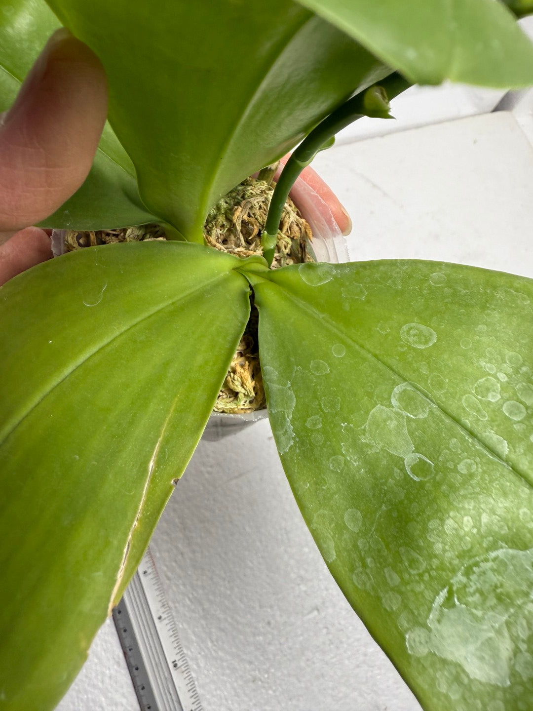 Phalaenopsis (Miro Green Dream x Meidarland Green Cedar) 250905-B Flowering keiki