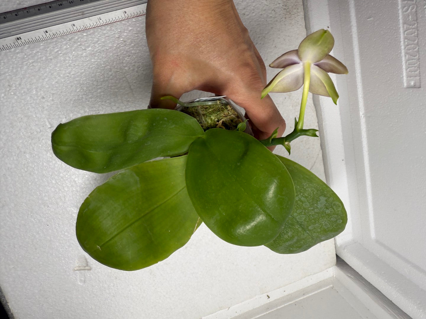 Phalaenopsis (Miro Green Dream x Meidarland Green Cedar) 250905-B Flowering keiki
