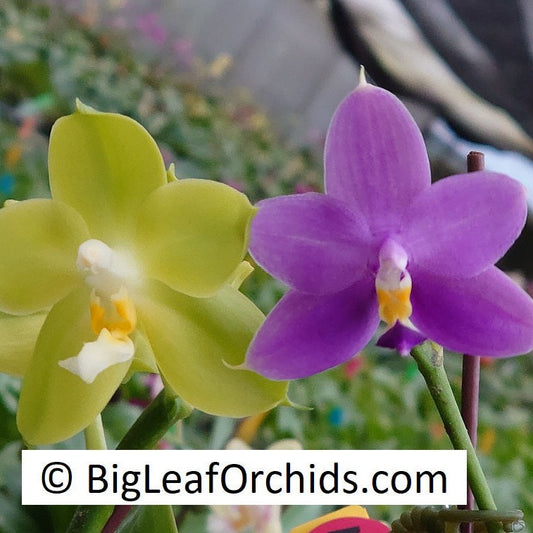 Phalaenopsis (Miro Green Dream x Meidarland Green Cedar) - Seed Grown