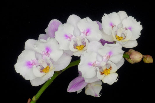 Phalaenopsis Hsinying Little Knight 'Trinity'