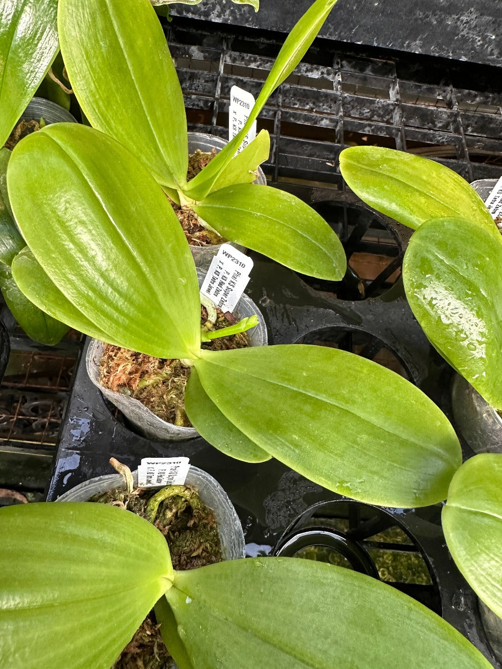Phalaenopsis KS Super Zebra 'Pylo' AM/AOS