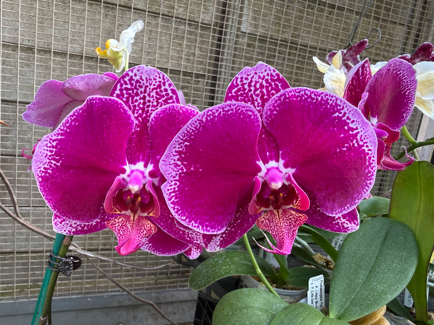 Phalaenopsis OX Purple Lady 'God of Wealth'