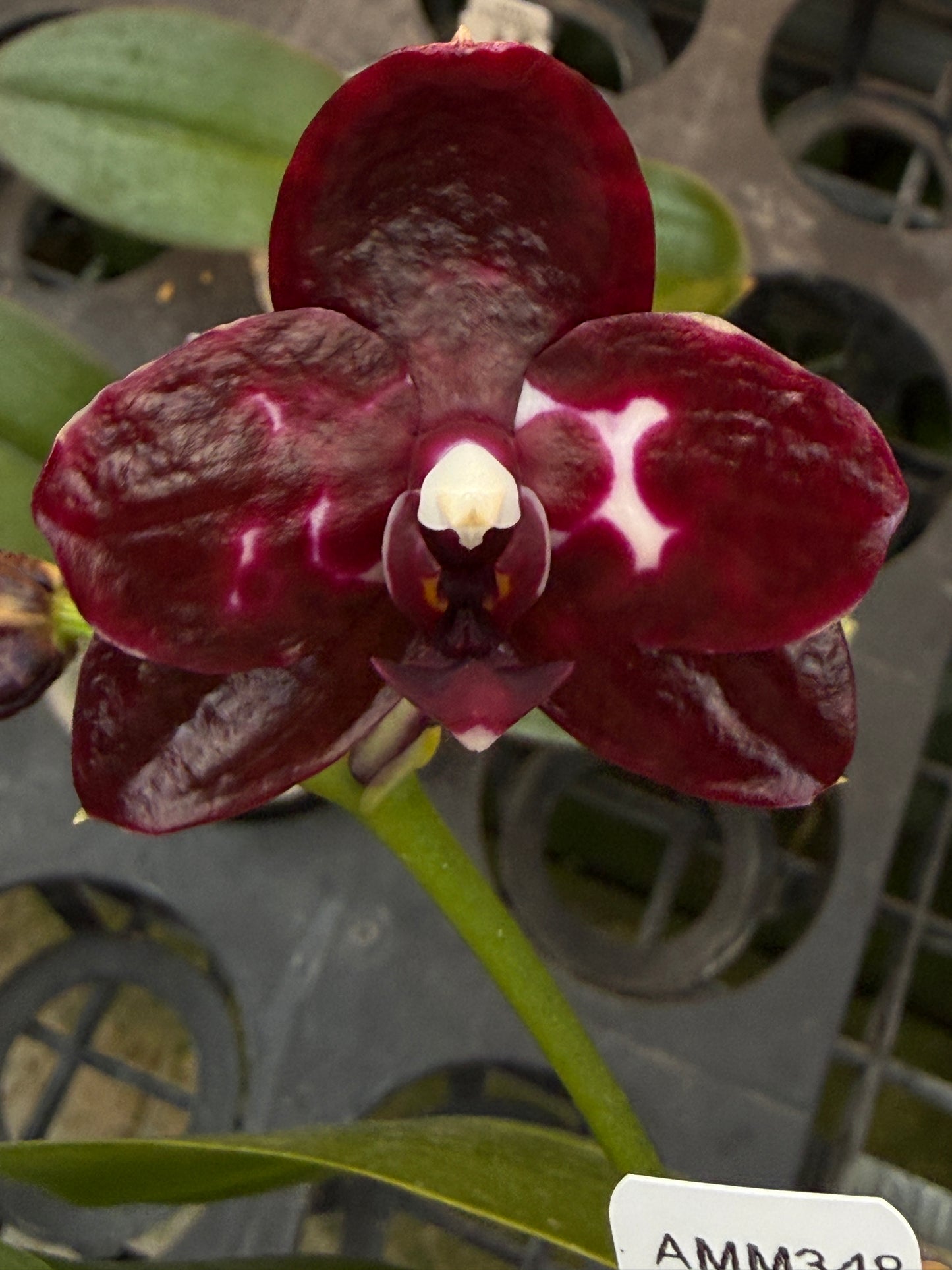 AMM348 - Phalaenopsis (Mituo Sunrise X Mituo Blue Cat) (seed grown)