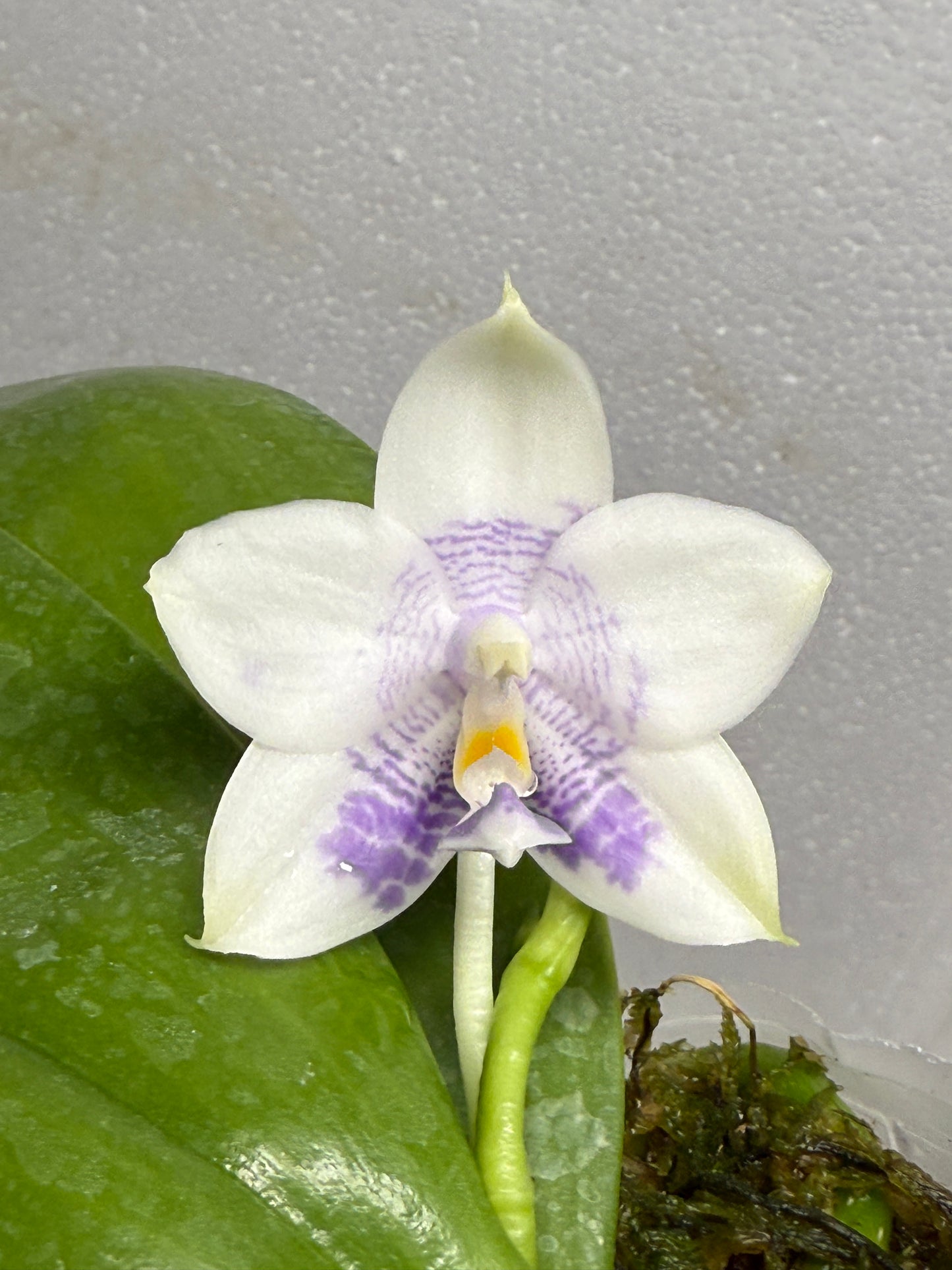 Phalaenopsis Mituo Purple Dragon ‘First Snow'