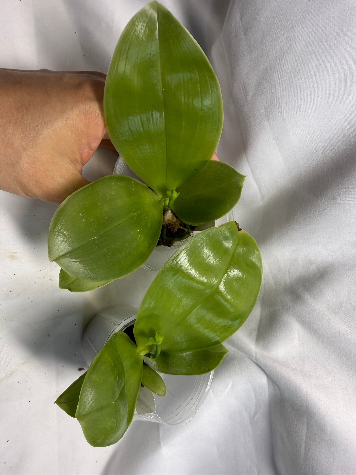 QA237 Phalaenopsis bellina f. delicata x sib (pink wild type x round) - Seed Grown - Budding