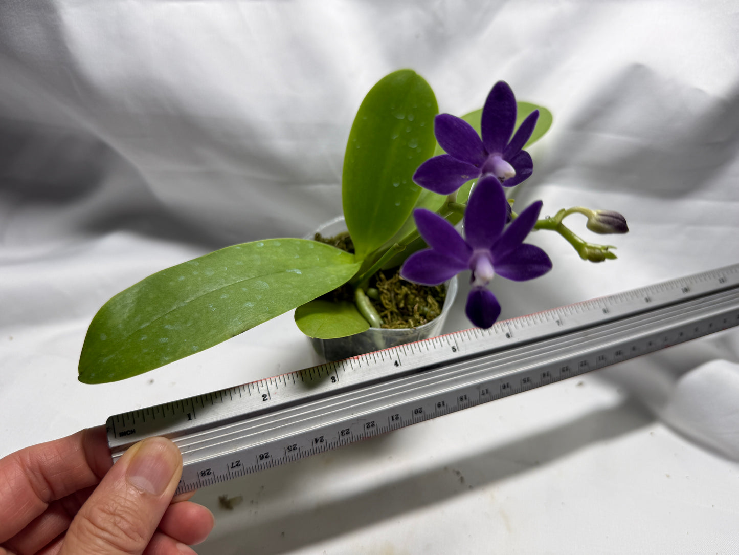 Phalaenopsis Purple Martin (Clone)