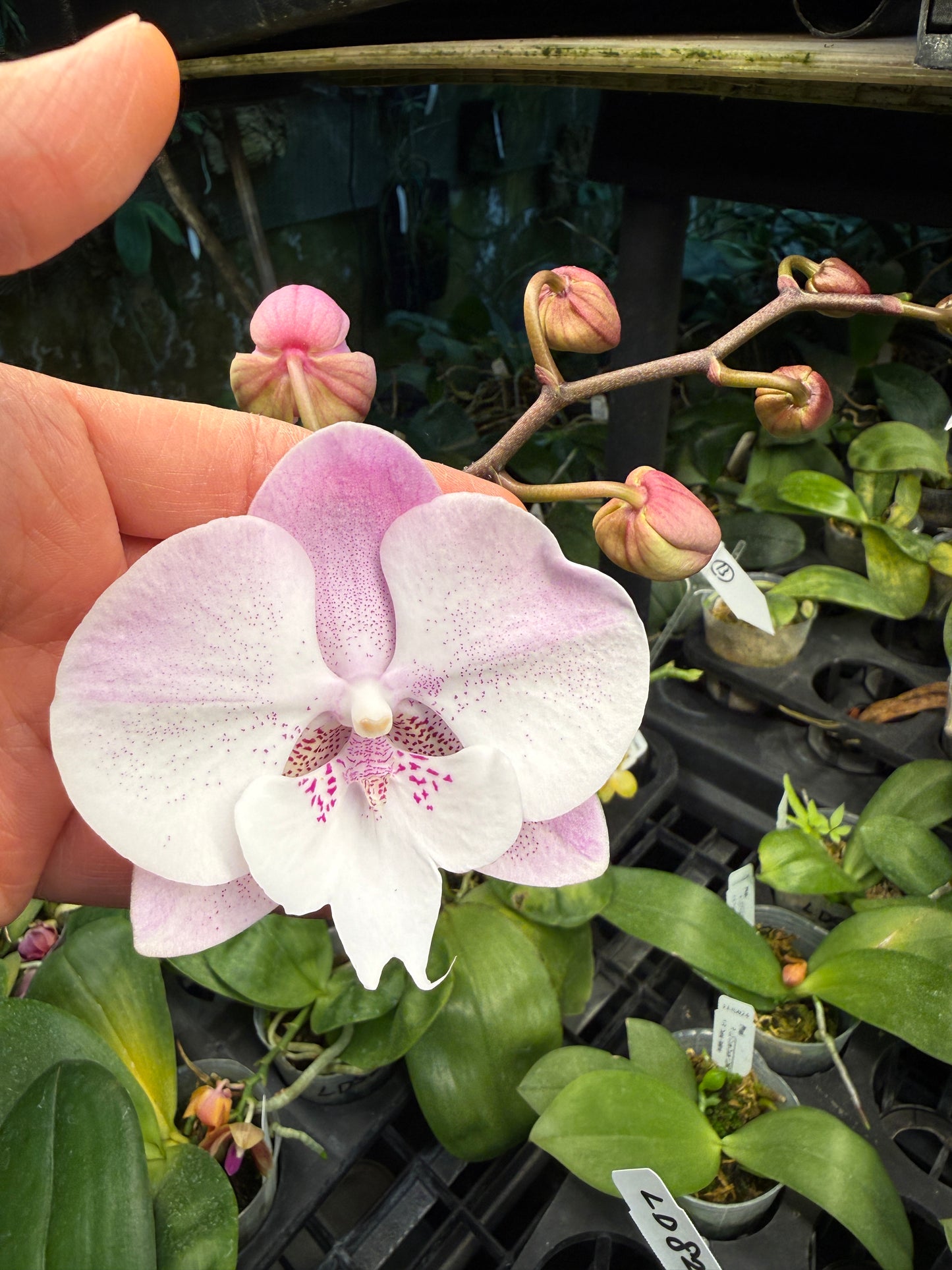 Phalaenopsis Yitong Ping Pong Girl