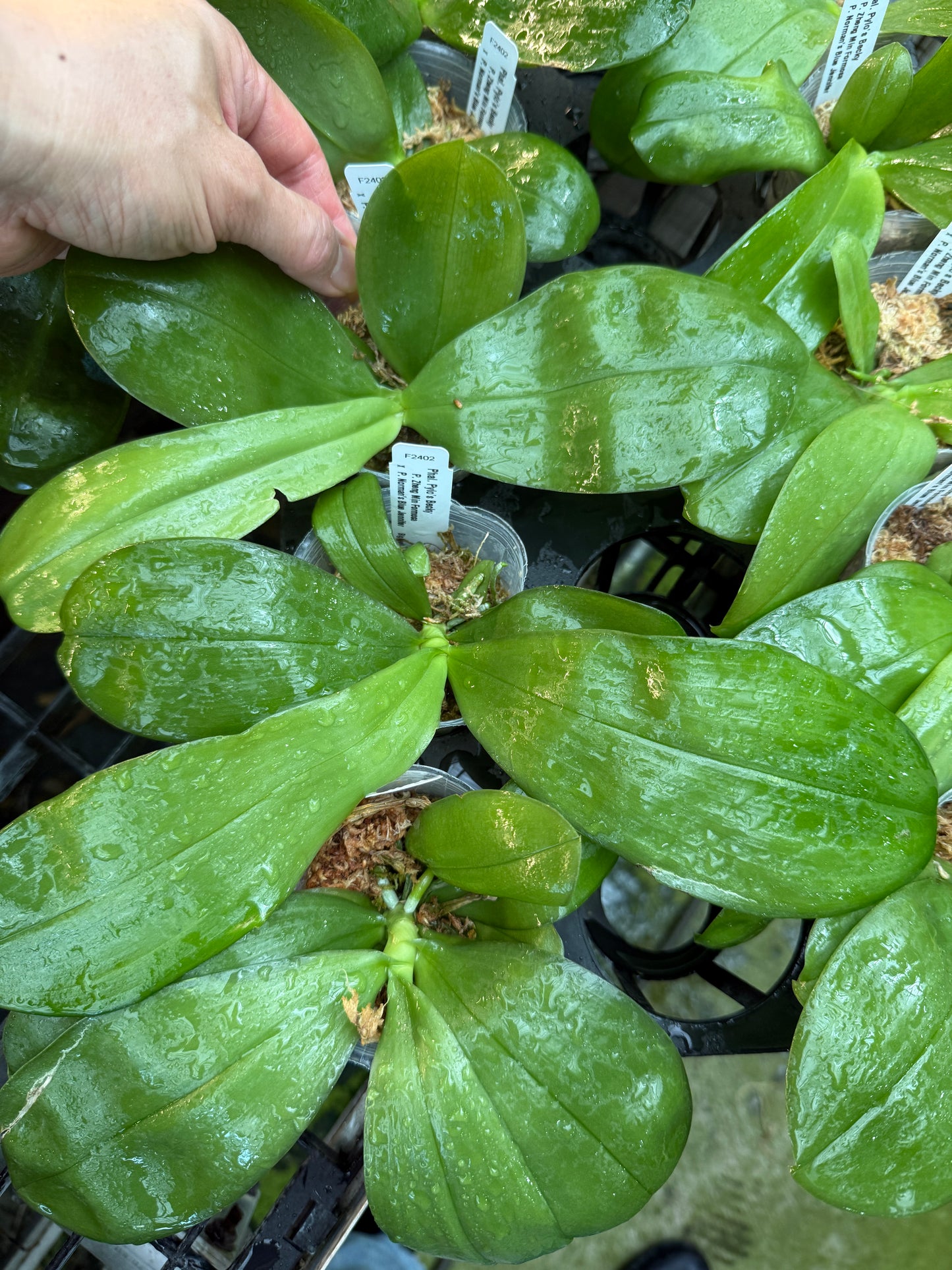 Phalaenopsis Pylo’s Becky – Rare Seed-Grown Orchid for Collectors