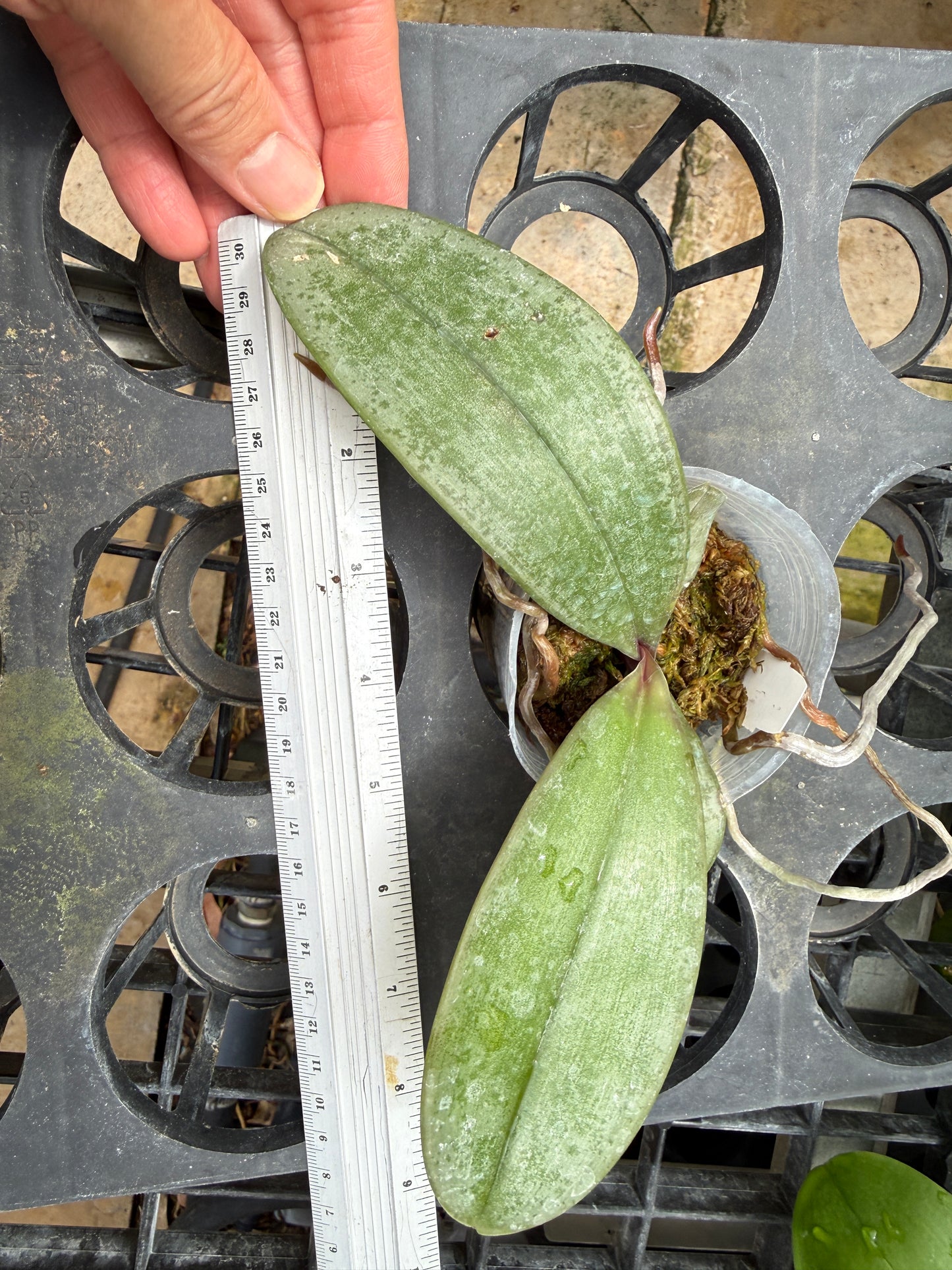 Phalaenopsis sanderiana 'Wilson #304'