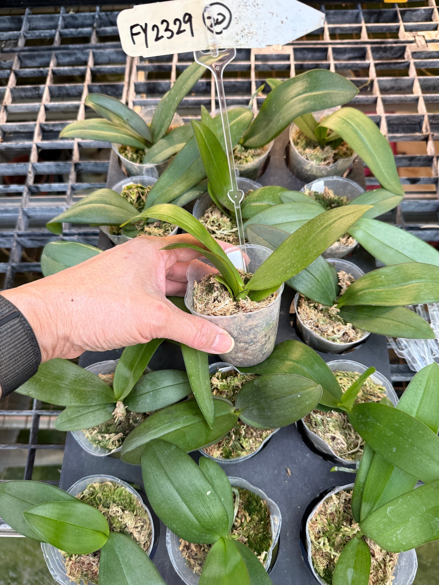 Phalaenopsis Freya's Sakura x P. kapuasensis