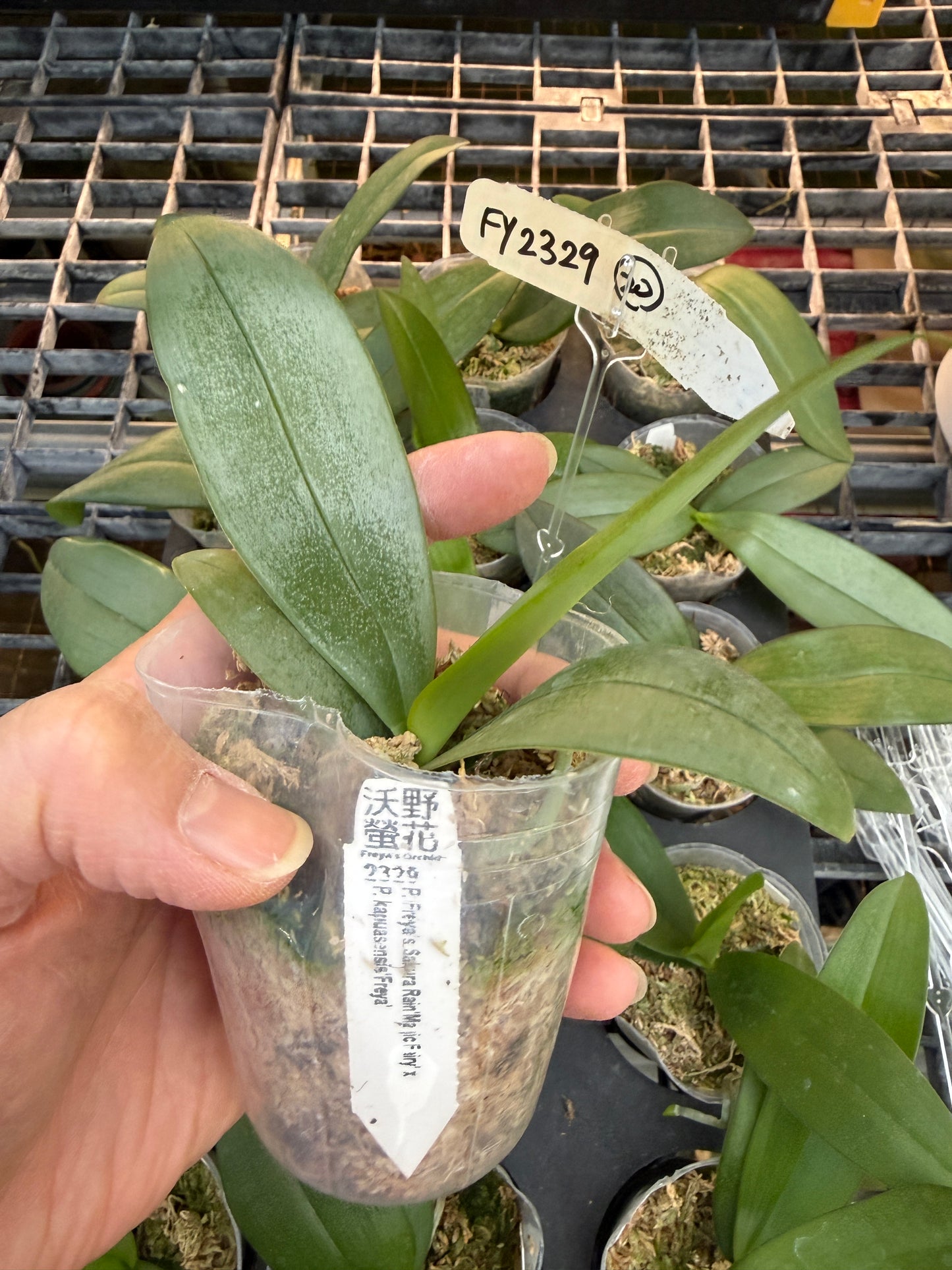 Phalaenopsis Freya's Sakura x P. kapuasensis