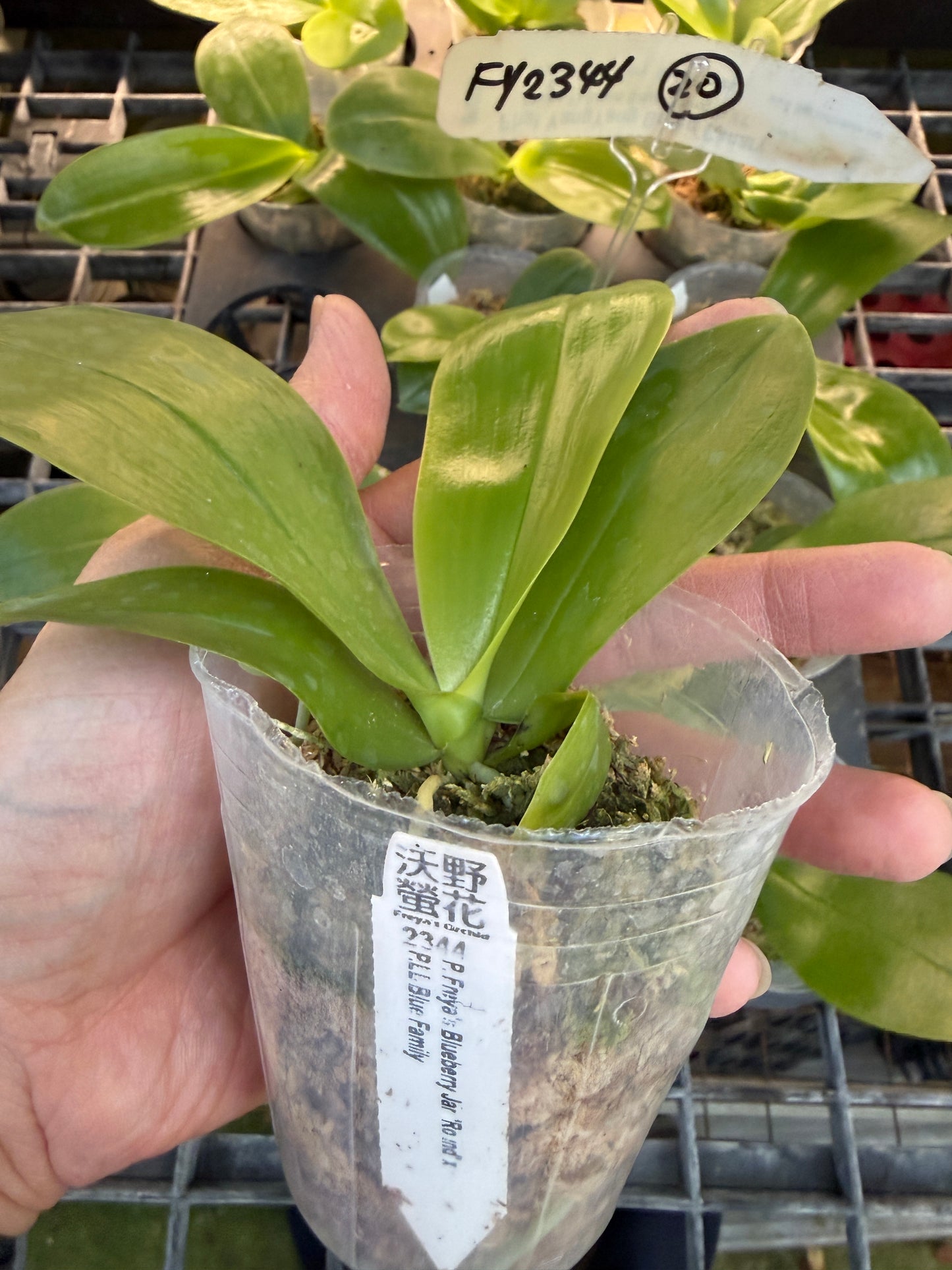 Phalaenopsis Freya's Blueberry Jam x LL Blue Family