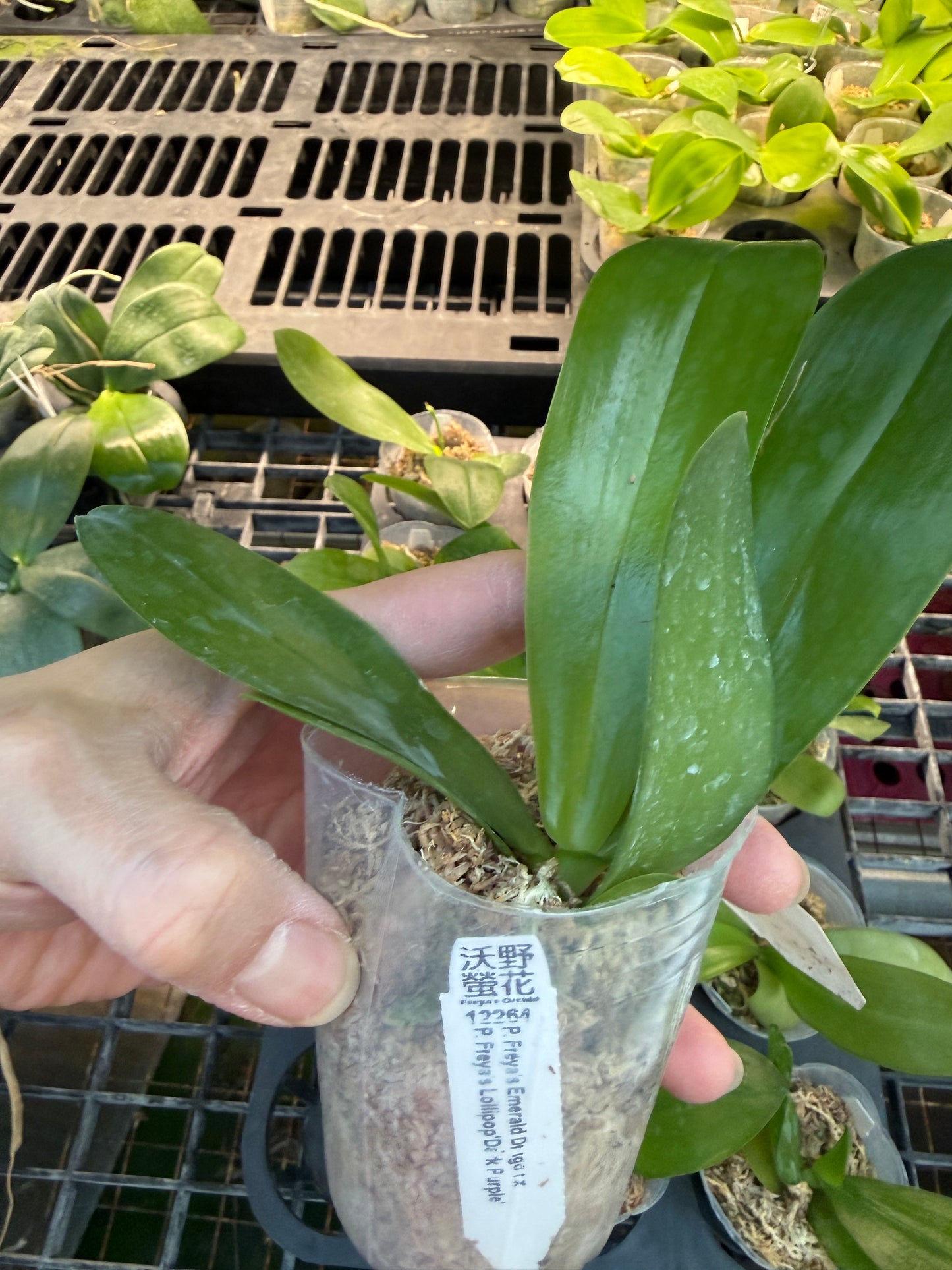 Phalaenopsis Freya's Emerald Dragon x Freya's Lollipop