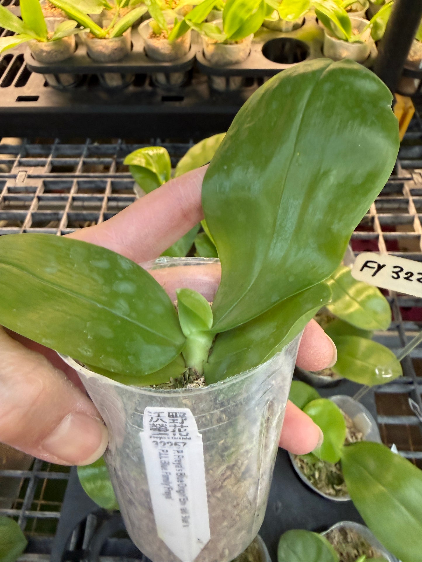 Phalaenopsis Freya's Blue Origin x LL Blue Family