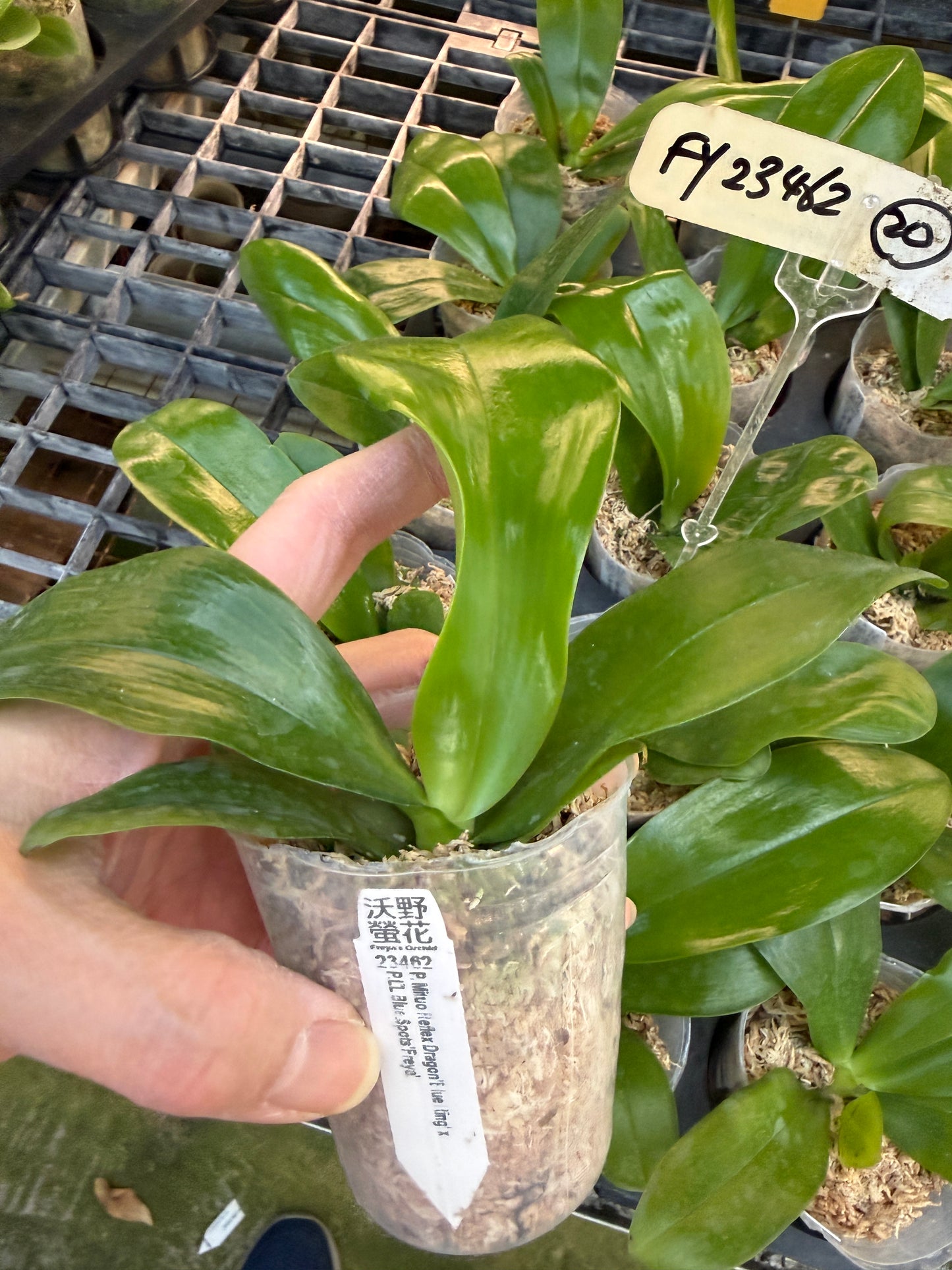 Phalaenopsis Mituo Reflex Dragon x LL Blue Spots